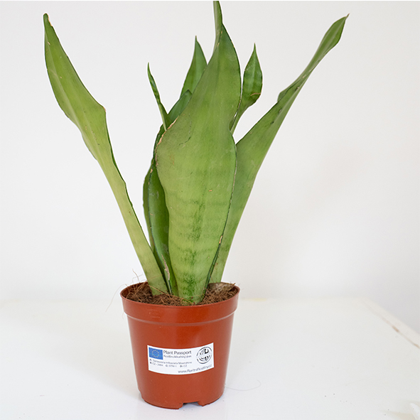Sansevieria