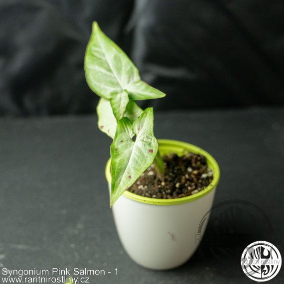 Syngonium Pink Salmon