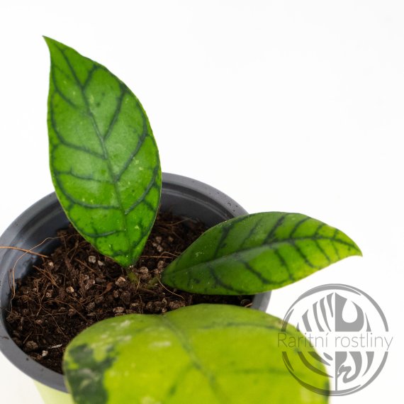 Hoya Callistophylla ŘÍZEK
