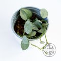 Hoya krohniana Super Eskimo