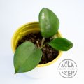 Hoya Quinquenervia