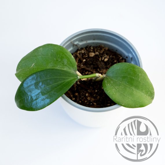 Hoya Quinquenervia