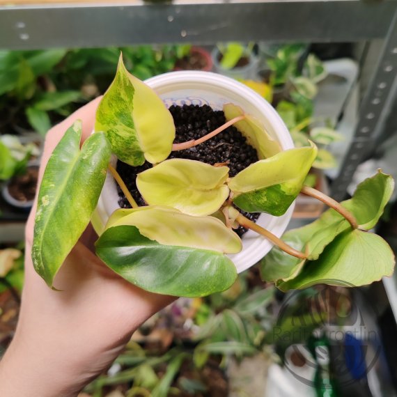 Philodendron Burle Marx variegata ŘÍZEK
