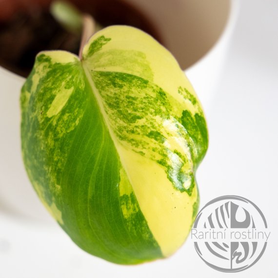 Philodendron Burle Marx variegata