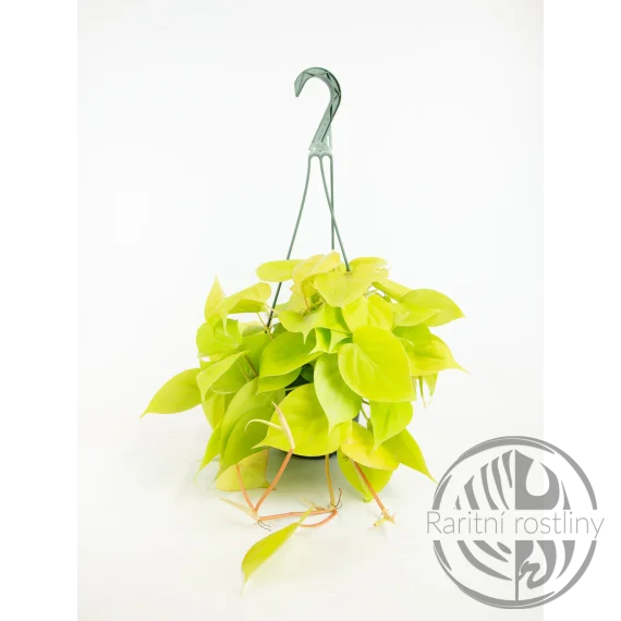 Philodendron hederaceum Lemon Lime