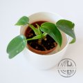 Philodendron Jerry Horne