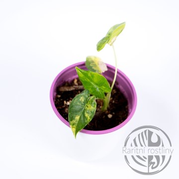 Alocasia gageana variegata