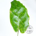 Calathea Musaica Network 1 list s kořínky