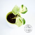 Epipremnum Aureum Manjula