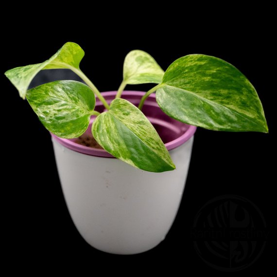 Epipremnum Aureum Marble Queen
