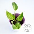 Epipremnum Aureum Marble Queen