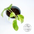 Epipremnum Aureum Marble Queen