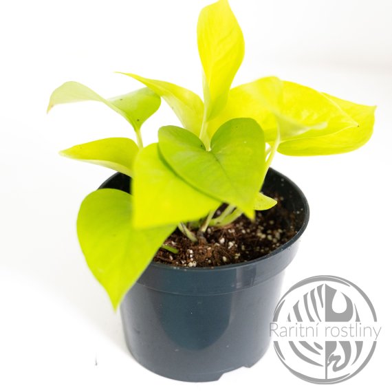 Epipremnum Aureum Neon řízek