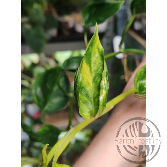 ŘÍZEK Epipremnum aureum Shangri La Variegated Teruno