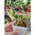 Epipremnum Japanese Global ŘÍZEK