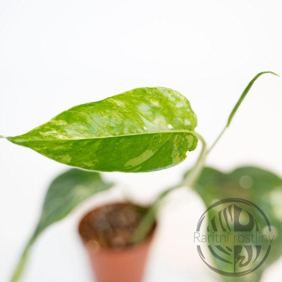 Epipremnum Pinnatum Albo řízek
