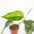 Epipremnum Pinnatum Albo řízek