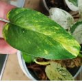 Epipremnum Pinnatum Aurea ŘÍZEK