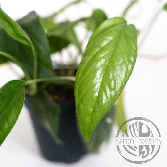 ŘÍZEK Epipremnum Pinnatum Cebu Blue