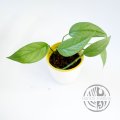 Epipremnum Pinnatum Cebu Blue