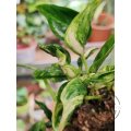 Epipremnum Teruno Sunshine ŘÍZEK