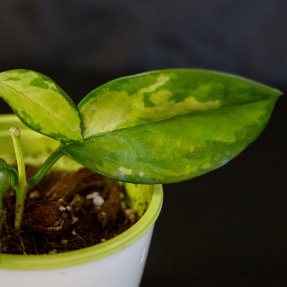 Hoya australis Lisa ŘÍZEK