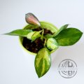 Hoya australis Lisa