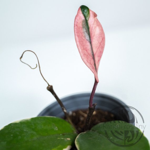 Hoya Flamengo Dream ŘÍZEK