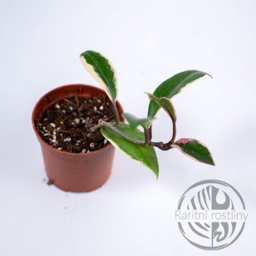 Hoya Flamengo Dream