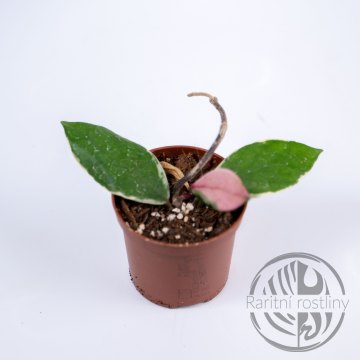 Hoya Flamengo Dream