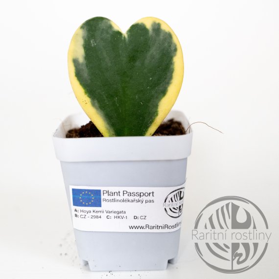 Hoya kerii variegata