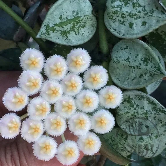 Hoya krohniana Super Eskimo