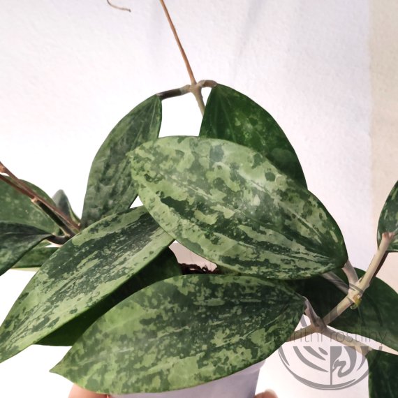 Hoya Rangsan