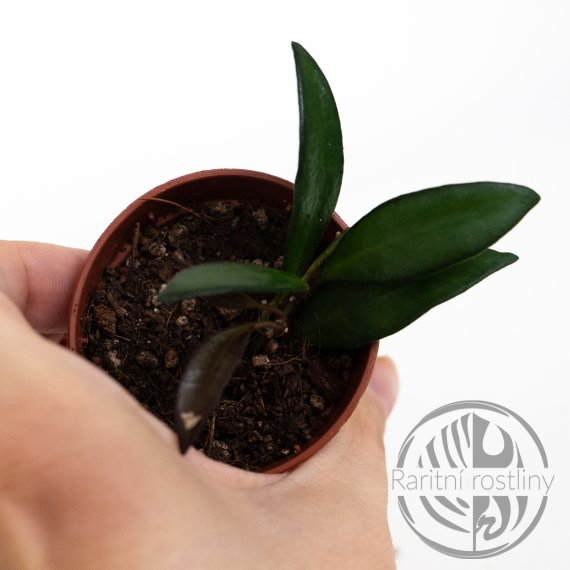 Hoya Rosita ŘÍZEK