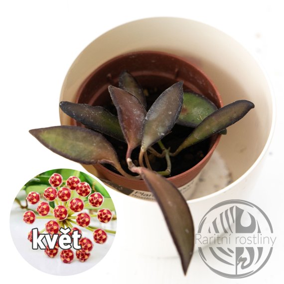 Hoya Rosita ŘÍZEK