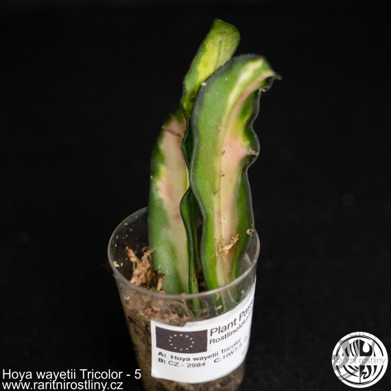 Hoya wayetii Tricolor ŘÍZEK