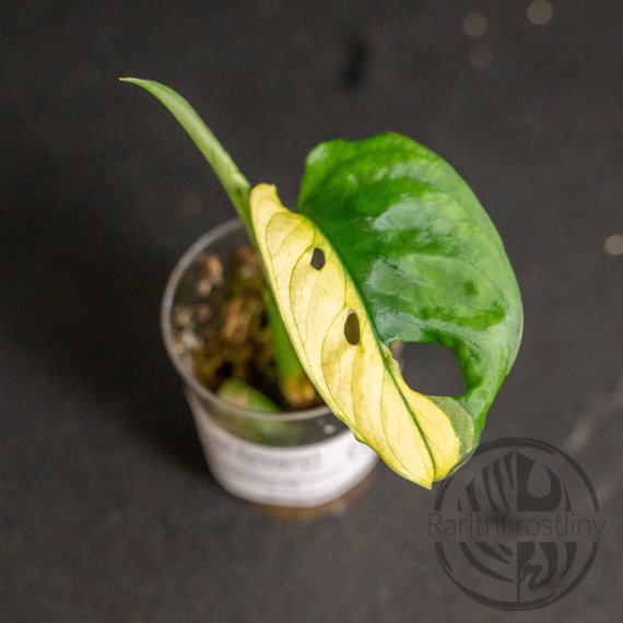 Monstera Adansonii Japanese Tricolor 