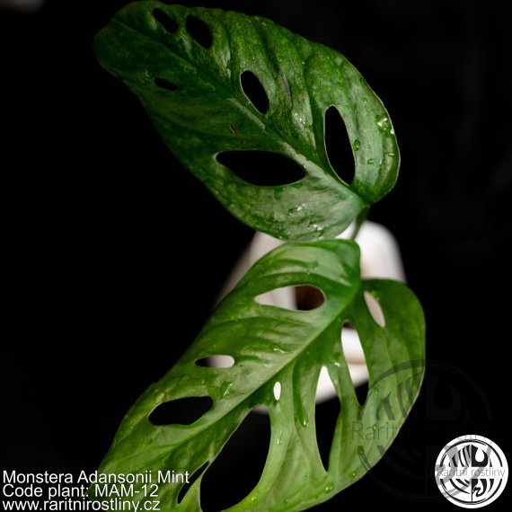 Monstera Adansonii Mint
