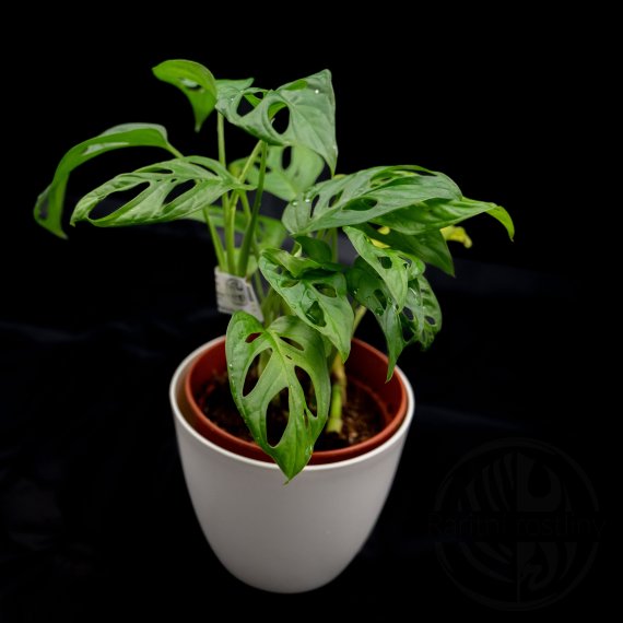 Monstera adansonii Monkey mask