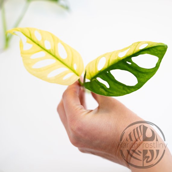 Monstera Adansonii Variegata Aurea