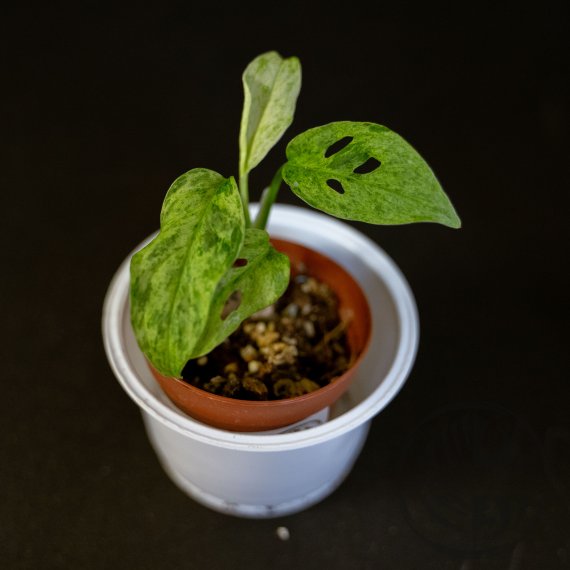 Monstera Frozen Freckles