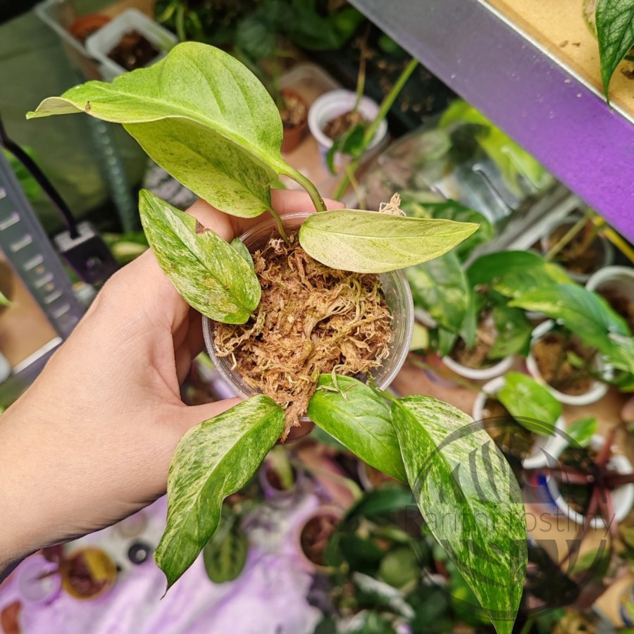 Monstera Laniata Mint