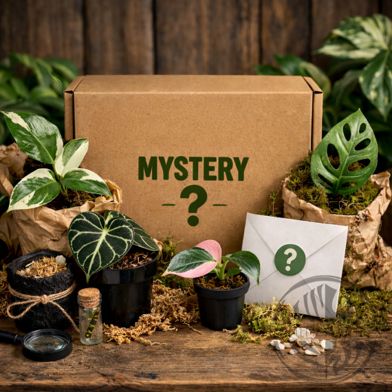 Mystery box 