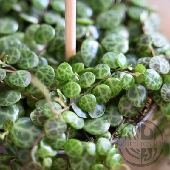 ŘÍZEK - Peperomia Prostrata - Želvičky