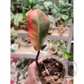 Philodendron Black Cardinal Variegata