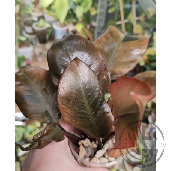 ŘÍZEK Philodendron Black Cardinal Variegata