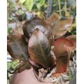 ŘÍZEK Philodendron Black Cardinal Variegata