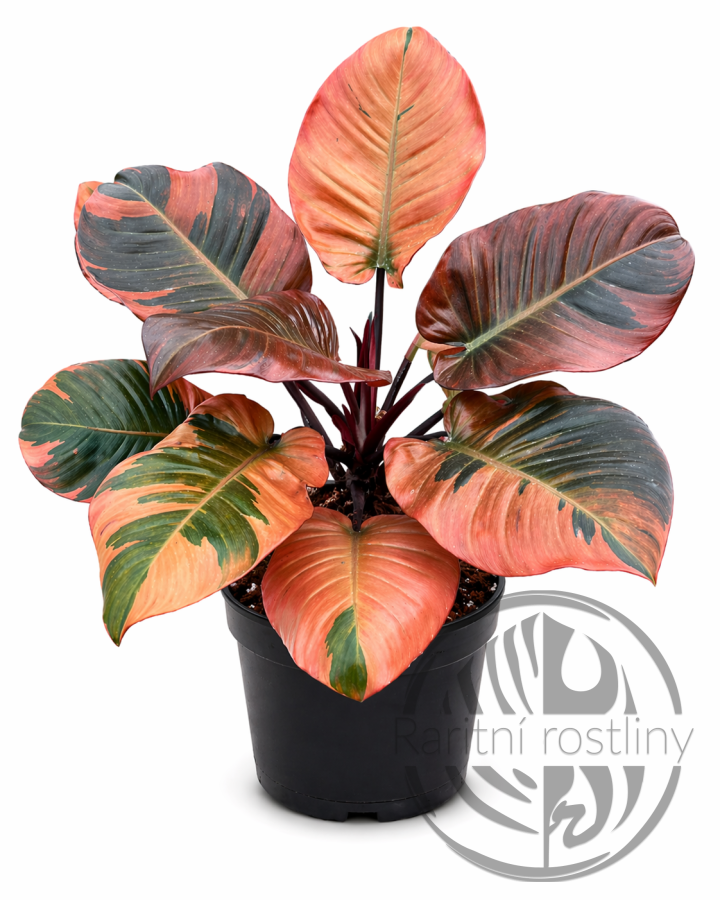 Philodendron Black Cardinal Variegata