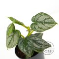 Philodendron Brandtianum řízek