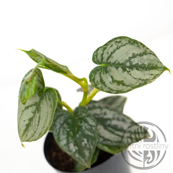 Philodendron Brandtianum